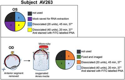 Novel Methodology for Creating Macaque Retinas with Sortable Photoreceptors and Ganglion Cells